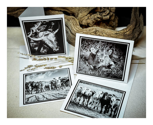 Cow photography blank greeting cards with silver foil envelopes